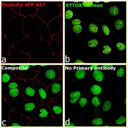 Invitrogen Occludin Recombinant Mouse Monoclonal Antibody (OC-3F10), Alexa
