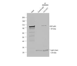 GST Recombinant Mouse Monoclonal Antibody (GST 3-4C), Invitrogen:Antibodies:Primary