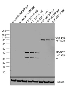 GST Recombinant Mouse Monoclonal Antibody (GST 3-4C), Invitrogen:Antibodies:Primary