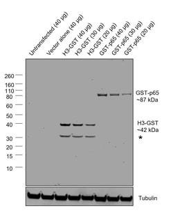 GST Recombinant Mouse Monoclonal Antibody (GST 3-4C), HRP, Invitrogen:Antibodies:Primary