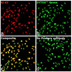 Invitrogen Ki-67 Recombinant Rat Monoclonal Antibody (SolA15), Invitrogen