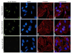 Invitrogen Ki-67 Recombinant Rat Monoclonal Antibody (SolA15), Biotin,