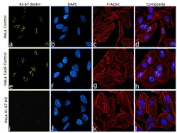Invitrogen Ki-67 Recombinant Rat Monoclonal Antibody (SolA15), Biotin,