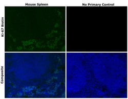 Invitrogen Ki-67 Recombinant Rat Monoclonal Antibody (SolA15), Biotin,