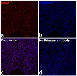 Invitrogen SOX2 Chimeric Recombinant Mouse Monoclonal Antibody (Btjce)