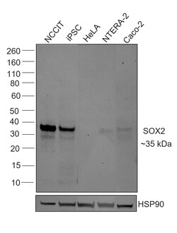 Invitrogen SOX2 Chimeric Recombinant Mouse Monoclonal Antibody (Btjce)