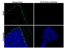 Invitrogen SOX2 Chimeric Recombinant Mouse Monoclonal Antibody (Btjce)