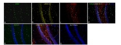 Invitrogen SOX2 Chimeric Recombinant Mouse Monoclonal Antibody (Btjce)