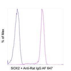 SOX2 Recombinant Rat Monoclonal Antibody (Btjce), Invitrogen:Antibodies:Primary