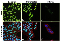 SOX2 Recombinant Rat Monoclonal Antibody (Btjce), Invitrogen:Antibodies:Primary