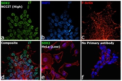 Invitrogen SOX2 Recombinant Rat Monoclonal Antibody (Btjce), Invitrogen