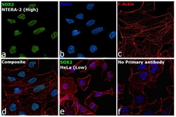 Invitrogen SOX2 Recombinant Rat Monoclonal Antibody (Btjce), Invitrogen