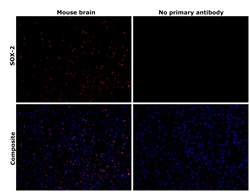 Invitrogen SOX2 Recombinant Rat Monoclonal Antibody (Btjce), Invitrogen