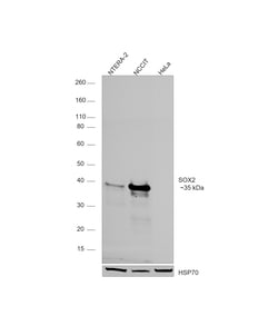 SOX2 Recombinant Rat Monoclonal Antibody (Btjce), Invitrogen:Antibodies:Primary