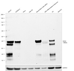 Invitrogen SOX2 Recombinant Rat Monoclonal Antibody (Btjce), Invitrogen