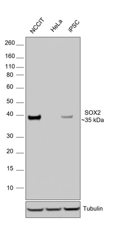 Invitrogen SOX2 Recombinant Rat Monoclonal Antibody (Btjce), HRP, Invitrogen