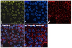 Invitrogen SOX2 Recombinant Rat Monoclonal Antibody (Btjce), Alexa Fluor