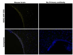 Invitrogen SOX2 Recombinant Rat Monoclonal Antibody (Btjce), Alexa Fluor