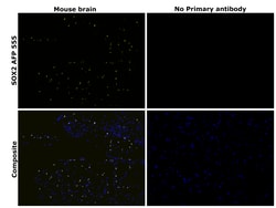 Invitrogen SOX2 Recombinant Rat Monoclonal Antibody (Btjce), Alexa Fluor