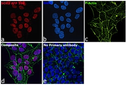 Invitrogen SOX2 Recombinant Rat Monoclonal Antibody (Btjce), Alexa Fluor