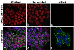 Invitrogen SOX2 Recombinant Rat Monoclonal Antibody (Btjce), Alexa Fluor