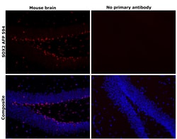 Invitrogen SOX2 Recombinant Rat Monoclonal Antibody (Btjce), Alexa Fluor