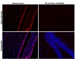 Invitrogen SOX2 Recombinant Rat Monoclonal Antibody (Btjce), Alexa Fluor