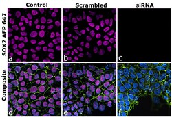 Invitrogen SOX2 Recombinant Rat Monoclonal Antibody (Btjce), Alexa Fluor