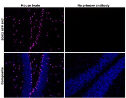 Invitrogen SOX2 Recombinant Rat Monoclonal Antibody (Btjce), Alexa Fluor