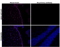 Invitrogen SOX2 Recombinant Rat Monoclonal Antibody (Btjce), Alexa Fluor