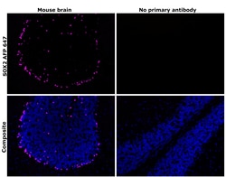 Invitrogen SOX2 Recombinant Rat Monoclonal Antibody (Btjce), Alexa Fluor