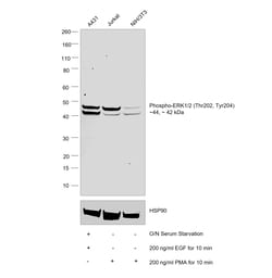 Invitrogen ERK1/2 Recombinant Mouse Monoclonal Antibody (MILAN8R), Invitrogen