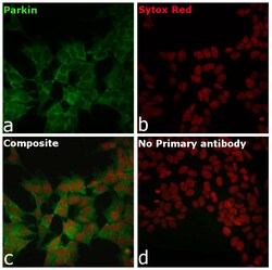 Invitrogen Parkin Recombinant Rabbit Monoclonal Antibody (21H24L9), Invitrogen