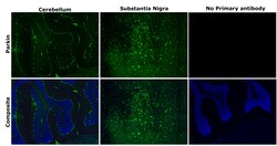 Invitrogen Parkin Recombinant Rabbit Monoclonal Antibody (21H24L9), Invitrogen