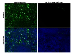 Invitrogen Parkin Recombinant Rabbit Monoclonal Antibody (21H24L9), Invitrogen