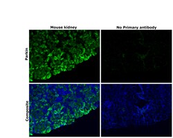 Invitrogen Parkin Recombinant Rabbit Monoclonal Antibody (21H24L9), Invitrogen