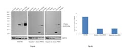 Invitrogen Parkin Recombinant Rabbit Monoclonal Antibody (21H24L9), Invitrogen 40 &mu;L | Buy Online | Invitrogen&trade; | Fisher Scientific