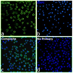 Invitrogen&trade;&nbsp;IL-17A Recombinant Mouse Monoclonal Antibody (eBio64DEC17)
