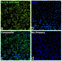 Invitrogen IL-17A Recombinant Mouse Monoclonal Antibody (eBio64DEC17),