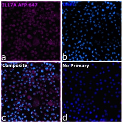Invitrogen&trade;&nbsp;IL-17A Recombinant Mouse Monoclonal Antibody (eBio64DEC17), Alexa Fluor&trade; Plus 647
