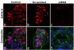GATA-3 Recombinant Rat Monoclonal Antibody (TWAJ), Invitrogen:Antibodies:Primary