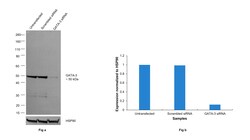 GATA-3 Recombinant Rat Monoclonal Antibody (TWAJ), Invitrogen:Antibodies:Primary