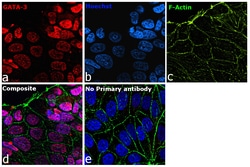 GATA-3 Recombinant Rat Monoclonal Antibody (TWAJ), Invitrogen:Antibodies,