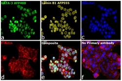 Invitrogen&trade;&nbsp;GATA-3 Recombinant Rat Monoclonal Antibody (TWAJ), Alexa Fluor&trade; Plus 488