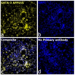 Invitrogen GATA-3 Recombinant Rat Monoclonal Antibody (TWAJ), Alexa Fluor