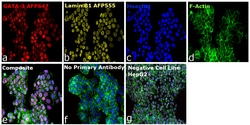 Invitrogen&trade;&nbsp;GATA-3 Recombinant Rat Monoclonal Antibody (TWAJ), Alexa Fluor&trade; Plus 647