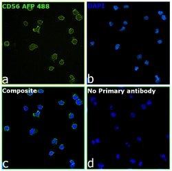 Invitrogen CD56 (NCAM) Recombinant Mouse Monoclonal Antibody (CMSSB), Alexa