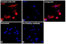 Invitrogen iNOS Recombinant Rat Monoclonal Antibody (CXNFT), Invitrogen:Antibodies:Primary