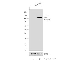Invitrogen iNOS Recombinant Rat Monoclonal Antibody (CXNFT), Invitrogen:Antibodies:Primary