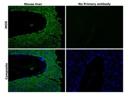 Invitrogen iNOS Recombinant Rat Monoclonal Antibody (CXNFT), Invitrogen